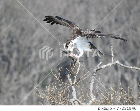 翼を広げて魚を貪るミサゴ 翼を広げて魚を貪るミサゴ 77251946