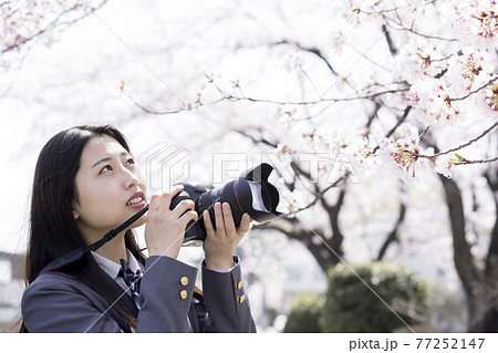 桜を一眼レフカメラで撮影する女子高生 写真部 カメラ部イメージの写真素材