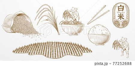 Vintage engraving rice elements Vintage engraving rice elements 77252688
