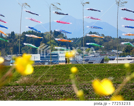 空を泳ぐ鯉のぼり 空を泳ぐ鯉のぼり 77253233