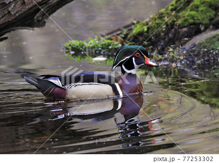 Colorful Wood Duck floating on the lake with nice reflection, Quebec, Canada Colorful Wood Duck floating on the lake with nice reflection, Quebec, Canada 77253302