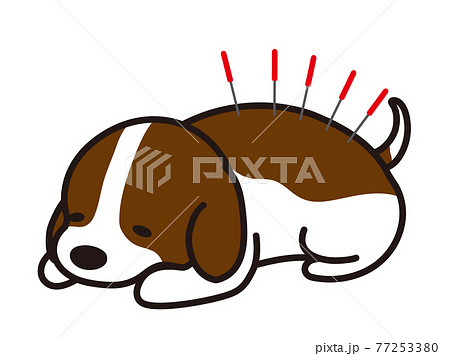 鍼治療を受ける犬 ビーグル犬のイラスト素材