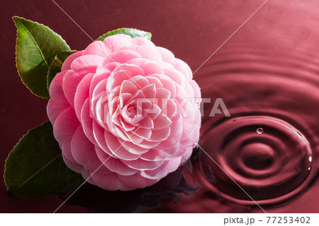 椿の花と水のイメージ 77253402