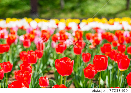 チューリップの花畑 チューリップの花畑 77253499