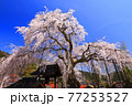 兵庫県泰雲寺のしだれ桜 77253527