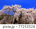 兵庫県泰雲寺のしだれ桜 77253528