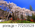 兵庫県泰雲寺のしだれ桜 77253529