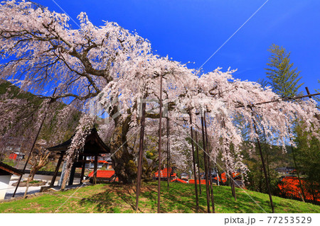 兵庫県泰雲寺のしだれ桜 兵庫県泰雲寺のしだれ桜 77253529