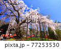 兵庫県泰雲寺のしだれ桜 77253530