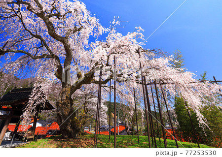 兵庫県泰雲寺のしだれ桜 兵庫県泰雲寺のしだれ桜 77253530