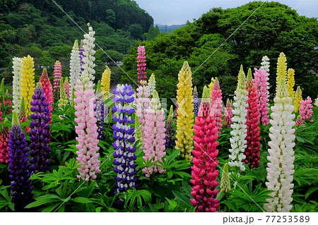 ルピナス咲く　【相模原市津久井　5月】 77253589