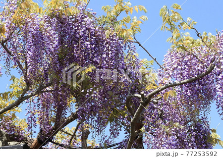 横須賀菖蒲園のフジの花 77253592