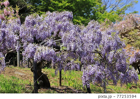 横須賀菖蒲園のフジの花 横須賀菖蒲園のフジの花 77253594