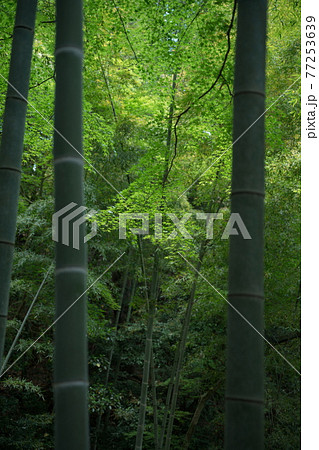 今熊野神社の新緑 77253639