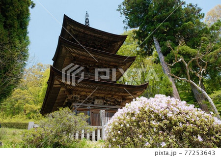 白いつつじと新緑の中の三重塔 白いつつじと新緑の中の三重塔 77253643