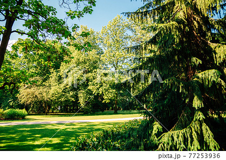 Lazienki park in Warsaw, Poland Lazienki park in Warsaw, Poland 77253936