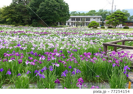 アヤメ　あやめ　長井あやめ公園 77254154