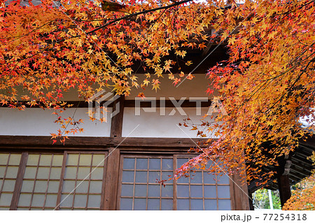 ≪京都　亀岡　神蔵寺の紅葉≫　京都府亀岡市　明智光秀ゆかりの地 77254318