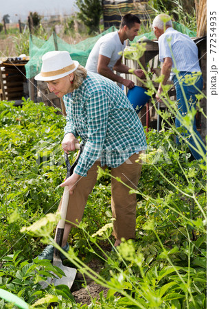 Elderly woman digs up potatoes in the garden Elderly woman digs up potatoes in the garden 77254935