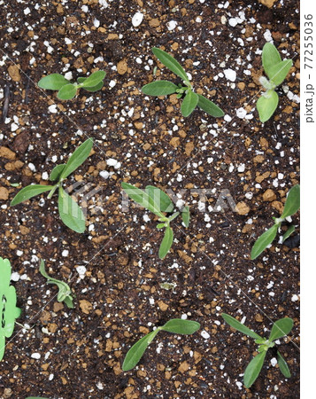 花カリブラコアの挿し木 花カリブラコアの挿し木 77255036