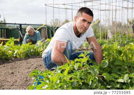Adult son, along with his parents, weeds potatoes on the field 77255095
