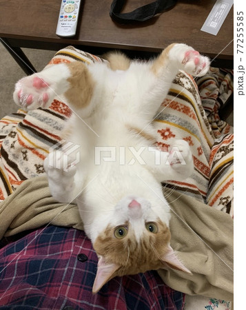 面白いポーズ（猫） 77255585