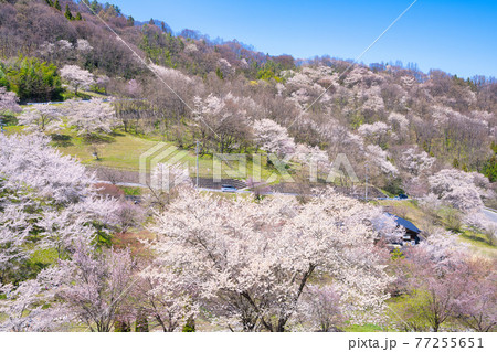 安曇野陸郷、夢農場の桜 安曇野陸郷、夢農場の桜 77255651
