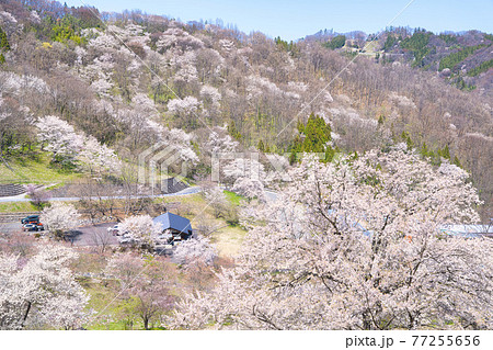安曇野陸郷、夢農場の桜 77255656