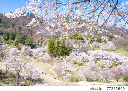 安曇野陸郷、夢農場の桜 安曇野陸郷、夢農場の桜 77255660