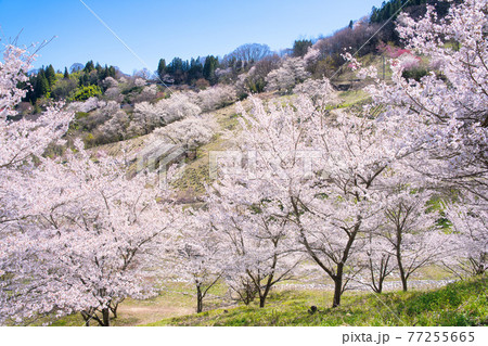 安曇野陸郷、夢農場の桜 安曇野陸郷、夢農場の桜 77255665