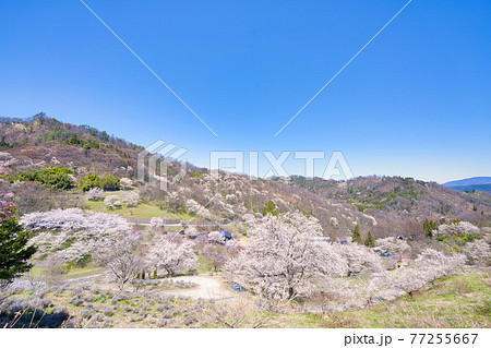 安曇野陸郷、夢農場の桜 77255667