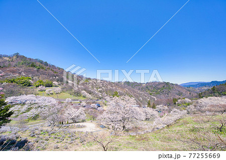 安曇野陸郷、夢農場の桜 77255669