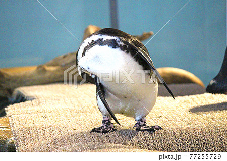 毛繕い中のケープペンギン 毛繕い中のケープペンギン 77255729
