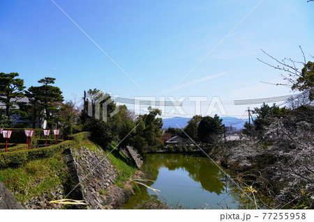 奈良　大和郡山市　郡山城　石垣と内堀、社務所（本丸から南方向、春） 77255958