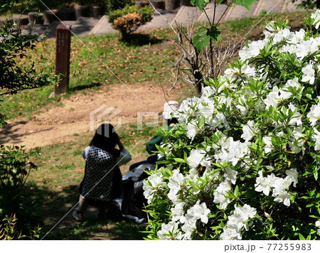 大阪　東大阪市　枚岡公園　新緑の公園と白つつじ（春） 77255983