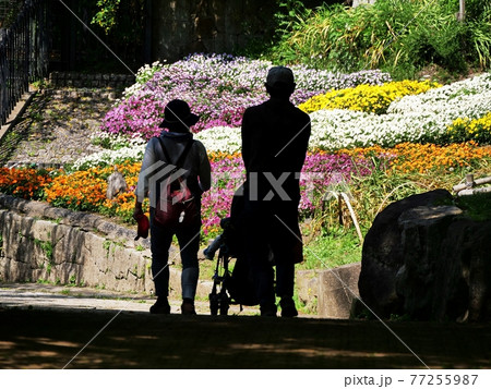 大阪　枚岡公園　公園の花壇に映える夫婦（春） 77255987