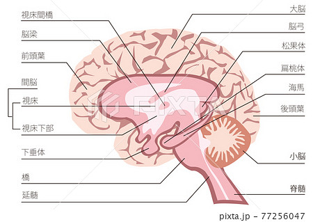 人間の脳の構造のイラストのイラスト素材