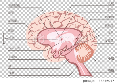 人間の脳の構造のイラストのイラスト素材