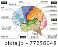 人間の脳の構造のイラスト 77256048