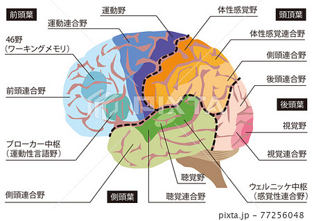 人間の脳の構造のイラストのイラスト素材