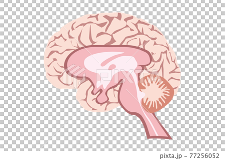 人間の脳の構造のイラスト 77256052