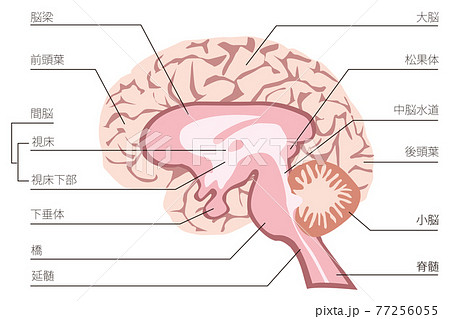 人間の脳の構造のイラストのイラスト素材