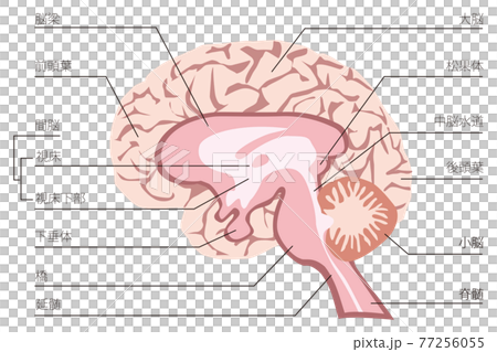 人間の脳の構造のイラスト 77256055