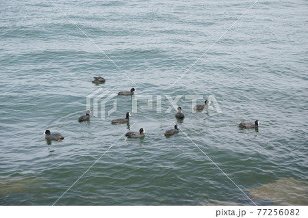 オオバン 77256082