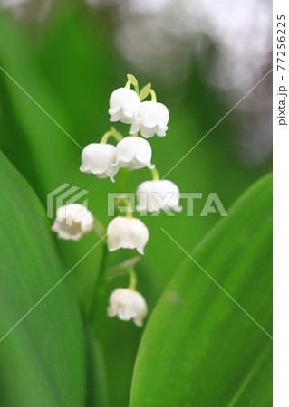 かわいいススランの花 かわいいススランの花 77256225