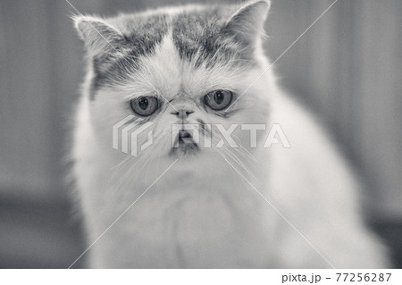 憂いを帯びたエキゾチックショートヘア 77256287