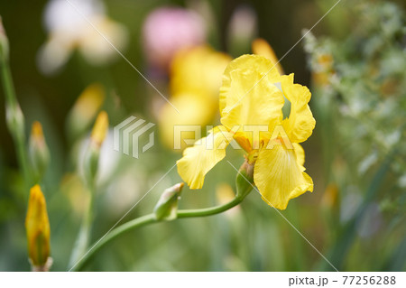 可憐な黄菖蒲 77256288