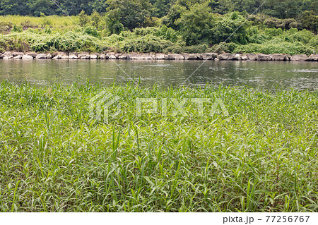 夏の多摩川の河原に茂る植物と対岸の構図の写真素材