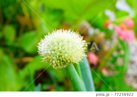 ネギ坊主 ネギの花 健康野菜の写真素材