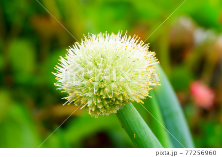 ネギ坊主　ネギの花　健康野菜 77256960